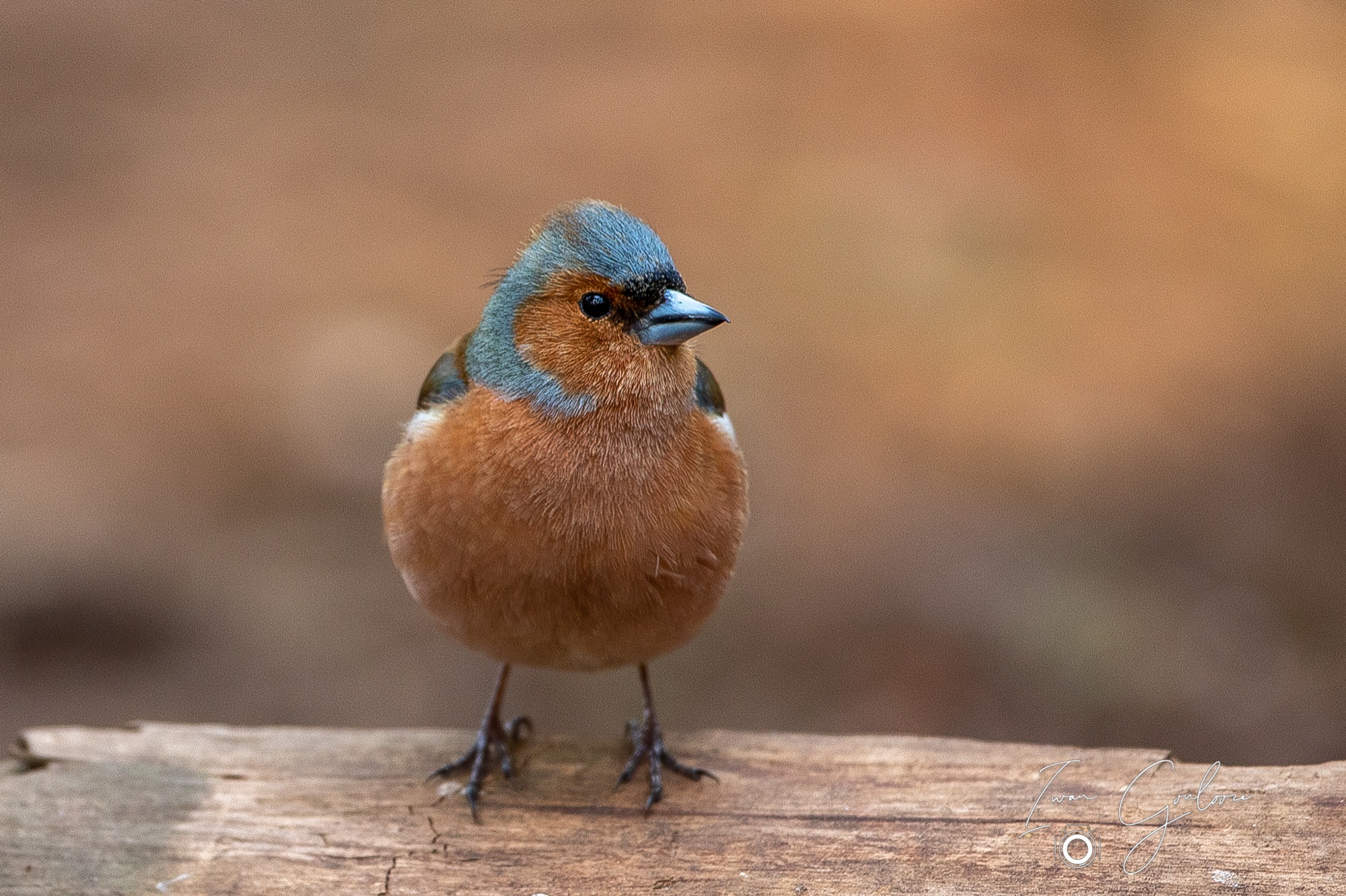 27 april 2022 190351  5D48373